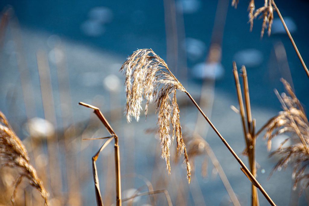 Bilden visar en vinterklädd vass som utstrålar ett lugn. Viva Bemanning söker en allmänspecialist till Jämtland.
